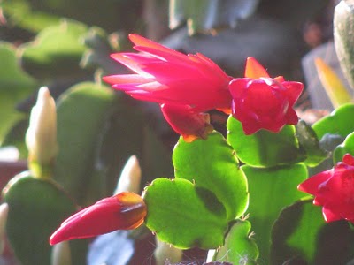 کاکتوس عید پاک